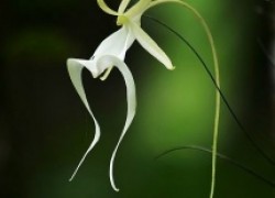 Редчайшие цветы планеты...Орхидея-призрак
