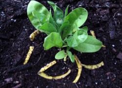 Как улучшить почву без компоста
