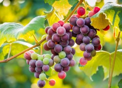 Посадка чубуков винограда при помощи лома