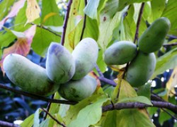 Рекомендую посадить азимину – северный банан