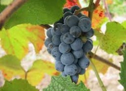 Можно ли вырастить виноград семенами