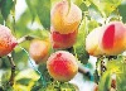 Посадите персики в теплице