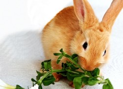 Экономное кормление кроликов