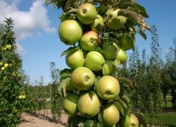 Шесть лучших сортов колонновидных яблонь