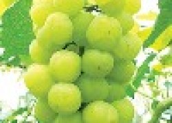 Гигантский виноград из Японии