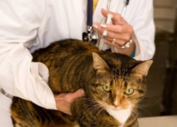 У кошки осложнение после прививки