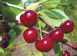Секрет плодоношения вишни