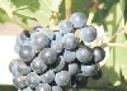 Изабельные сорта винограда