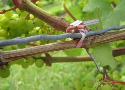 Как подвязывать лозу винограда