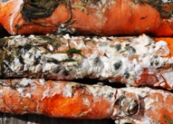 Болезни моркови и способы борьбы с ними