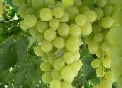 Селекционные новинки винограда последних лет