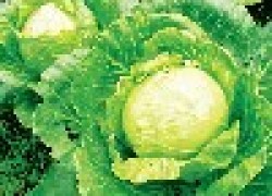 10 ошибок при выращивании капусты