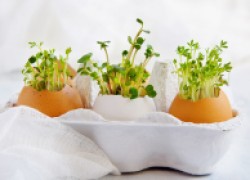 Мастер-класс: Выращиваем кресс-салат в... яйце