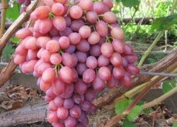 Осветлять грозди винограда нужно не всегда