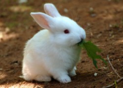 Почему кролики плохо растут