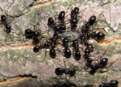Одолели муравьи