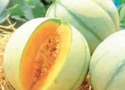 Кавбуз - гибрид тыквы и арбуза