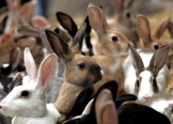 Как избежать гибели крольчат
