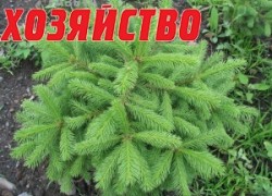 Как сажать хвойники