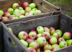 Сколько могут храниться яблоки