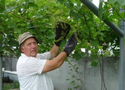 Как улучшить опыление винограда