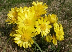 Адонис – редкий цветок в наших огородах