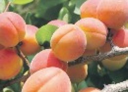 Новый сорт абрикоса: Сын Краснощекого
