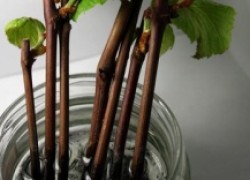 Как лучше размножать виноград: чубуками или отводками