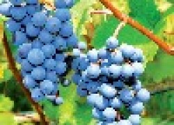 Важные особенности винограда