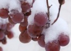 Что влияет на зимостойкость винограда