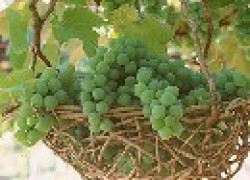 Биологические средства защиты винограда