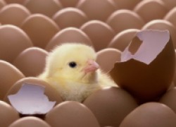 Определяю пол птенцов по величине яиц