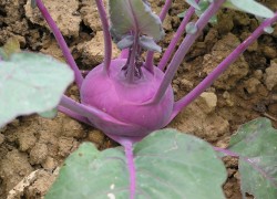 Выращивание фиолетовой кольраби