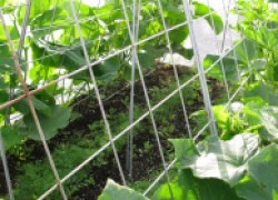 Очень простой способ вырастить огромный урожай огурцов