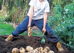 Еще не поздно вырастить большой урожай картошки