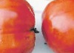 Спринт таймер – помидор до 2 кг