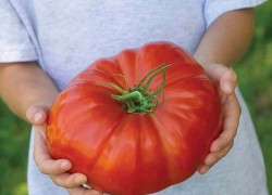 Как вырастить крупный помидор