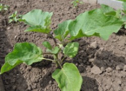 Можно ли баклажаны выращивать без рассады?