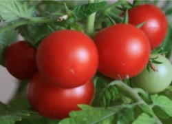 Сорта помидоров для комнатного выращивания