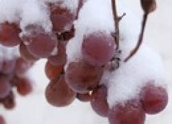 Виноград и последствия морозов