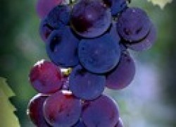 Стимуляция и защита виноградника