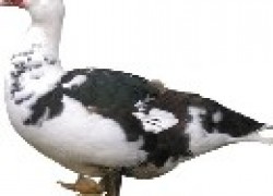 Домашние птицы: утки породы мулард