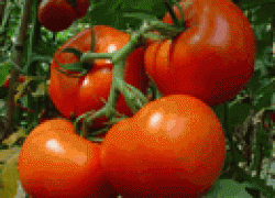Как получить большой урожай помидоров