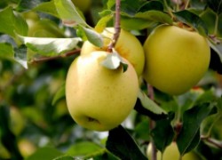 Проблемы с яблоней голден делишес