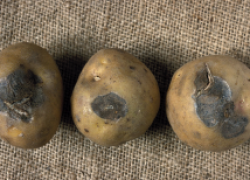 Сухая гниль картофеля