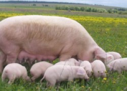 Выбираем породу свиней