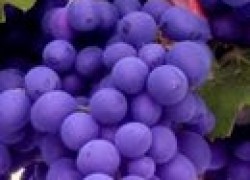 Виноград с генами устойчивости