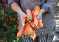 А я сажаю морковку... в кисель!