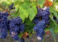 Как пересадить взрослый куст винограда