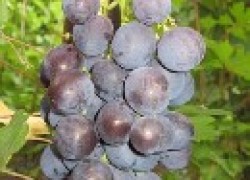 Винный виноград для севера